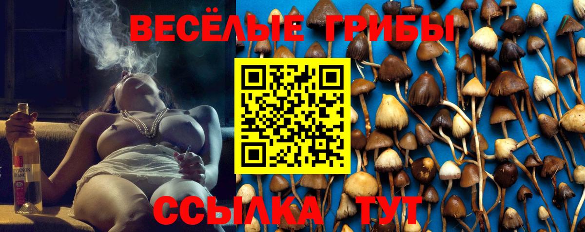 Галлюциногенные грибы Psilocybe Электрогорск